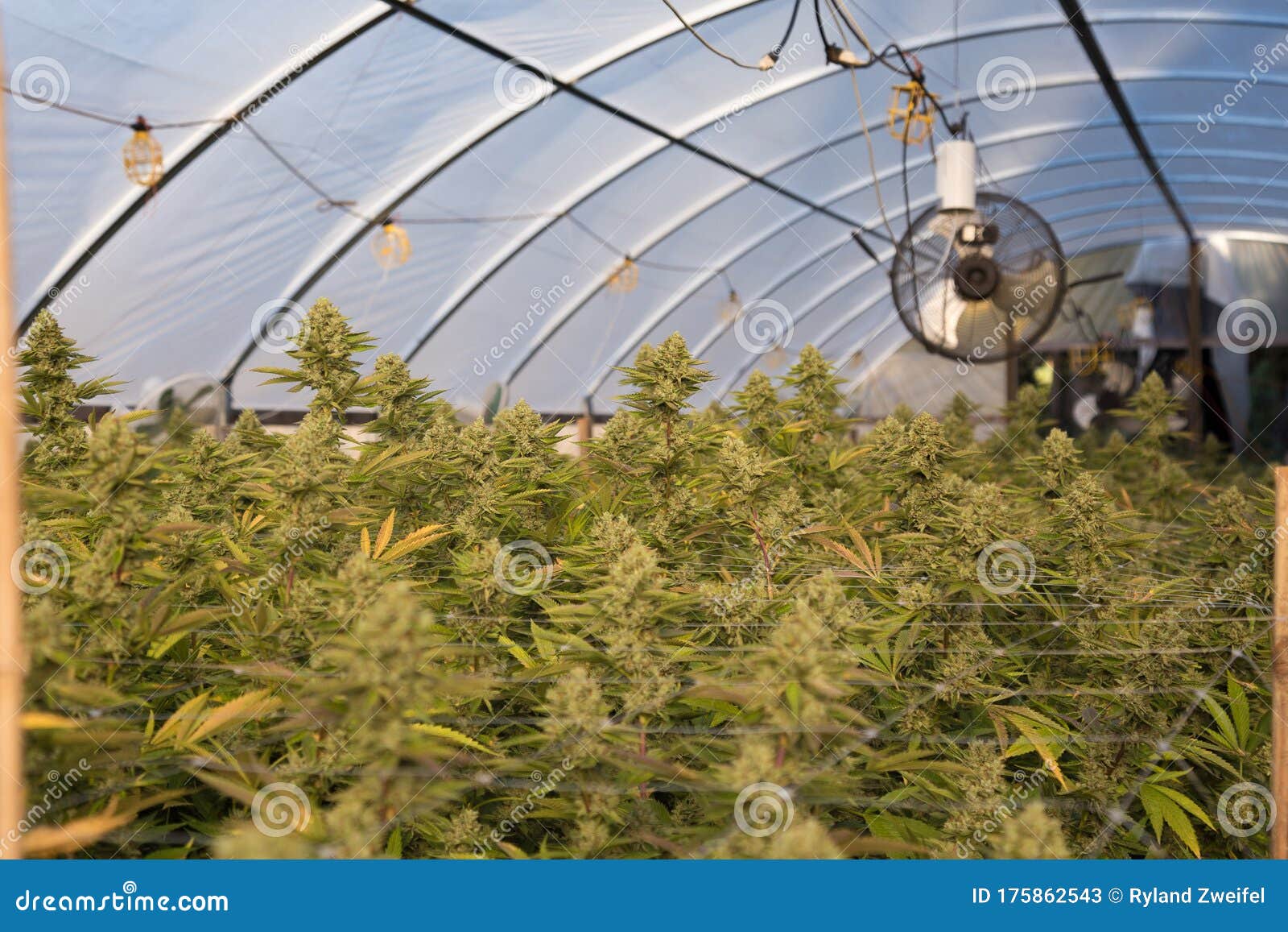 温室大麻室外栽培库存图片 图片包括有人员 刺痛 本质 从事园艺 食物 草本 种田 农场 温室大麻室外栽培库存图片 图片包括有人员 刺痛 本质 从事园艺 食物 草本 种田 农场