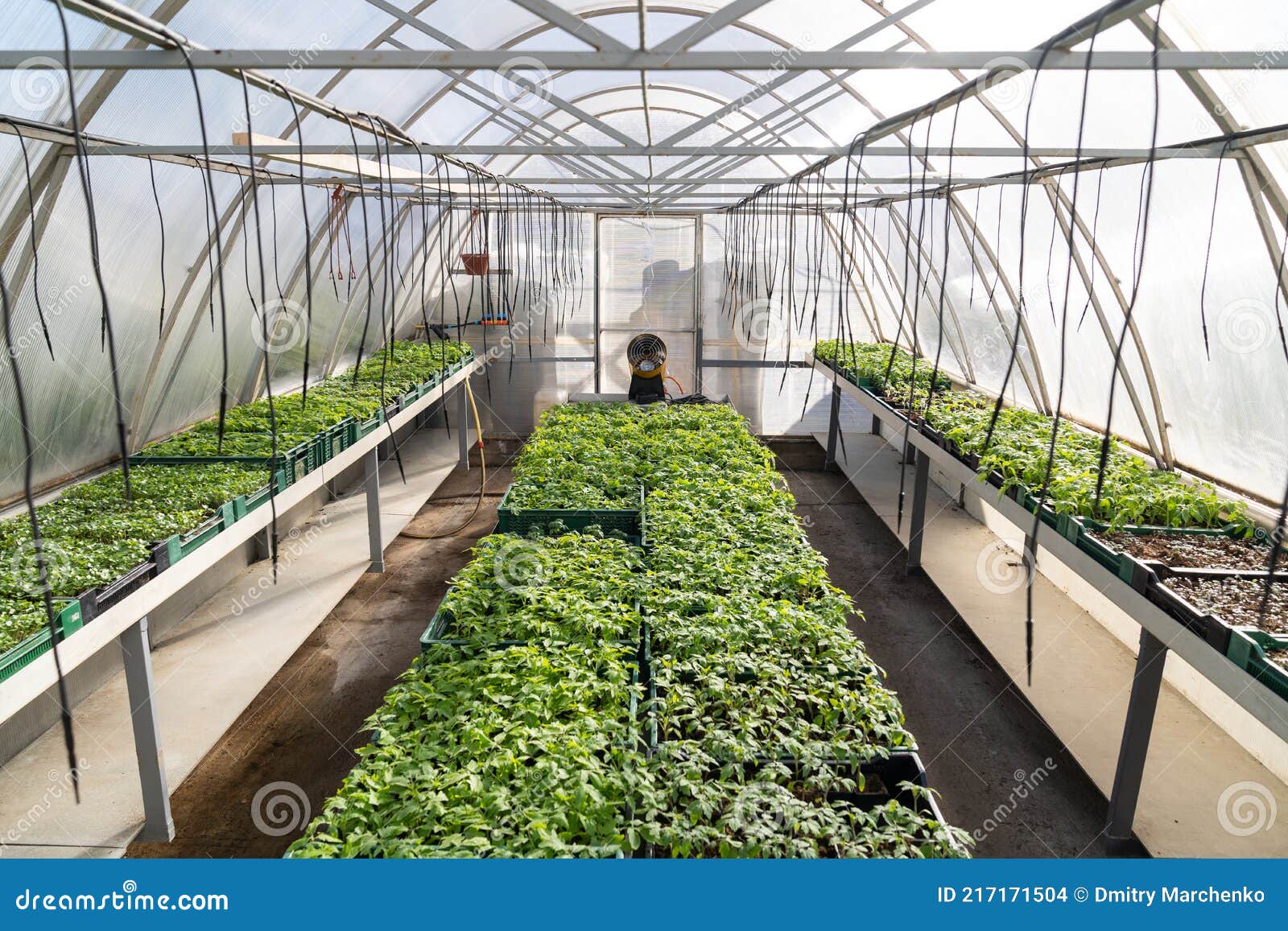 温室效应 植物苗圃 在温室里种植的西红柿库存照片 图片包括有庭院 荷兰语 房子 荷兰
