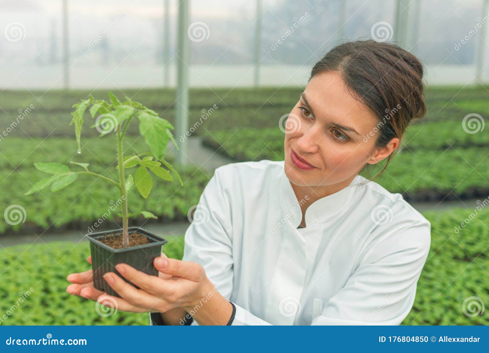温室苗圃中盆栽的妇女苗木温室库存照片 图片包括有绿色 工厂 本质 中心 责任人 开花