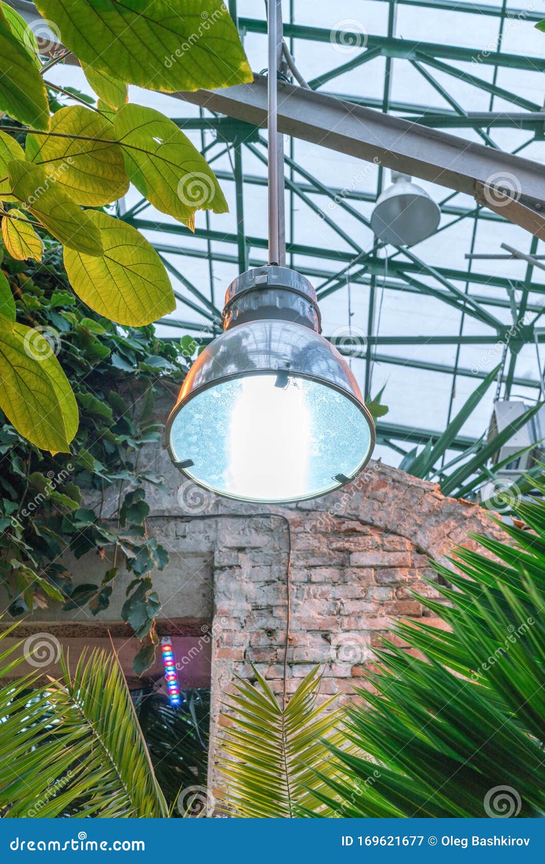 温室 温室冬季植物生长的植物灯植物短光人工照明库存图片 图片包括有玻璃温室 冬天 夜间 紫色 温室 温室冬季植物生长的植物灯植物短光人工照明库存图片 图片包括有玻璃温室 冬天 夜间 紫色