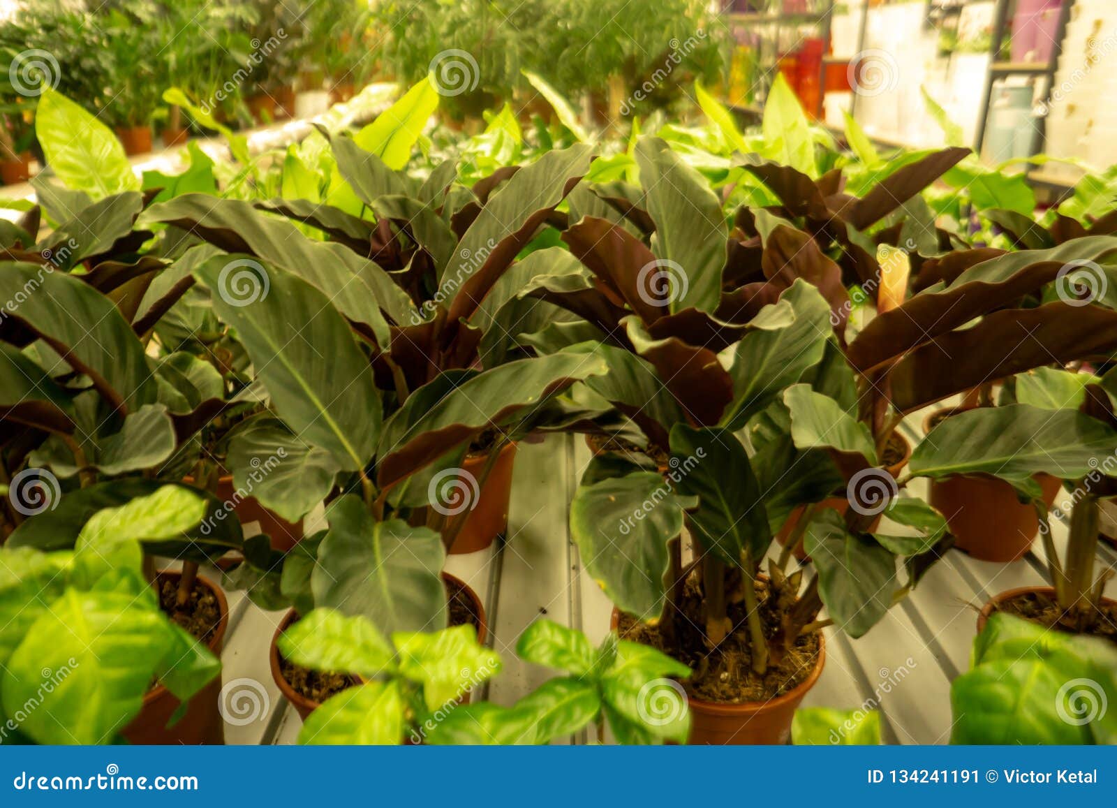温室许多自温室种植出售架子的室内园林植物在从事园艺的商店库存图片 图片包括有 温室许多自温室种植出售架子的室内园林植物在从事园艺的商店库存图片 图片包括有