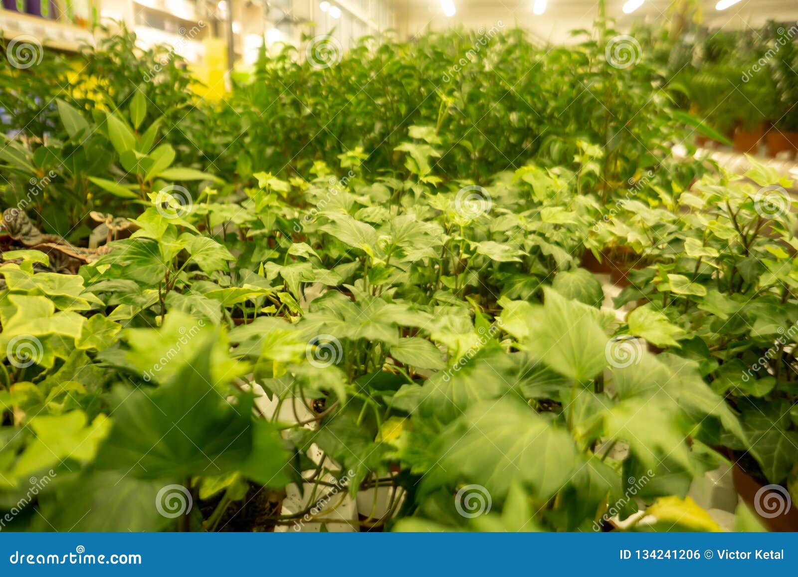 温室许多自温室种植出售架子的室内园林植物在从事园艺的商店库存照片 图片包括有庄稼 工厂