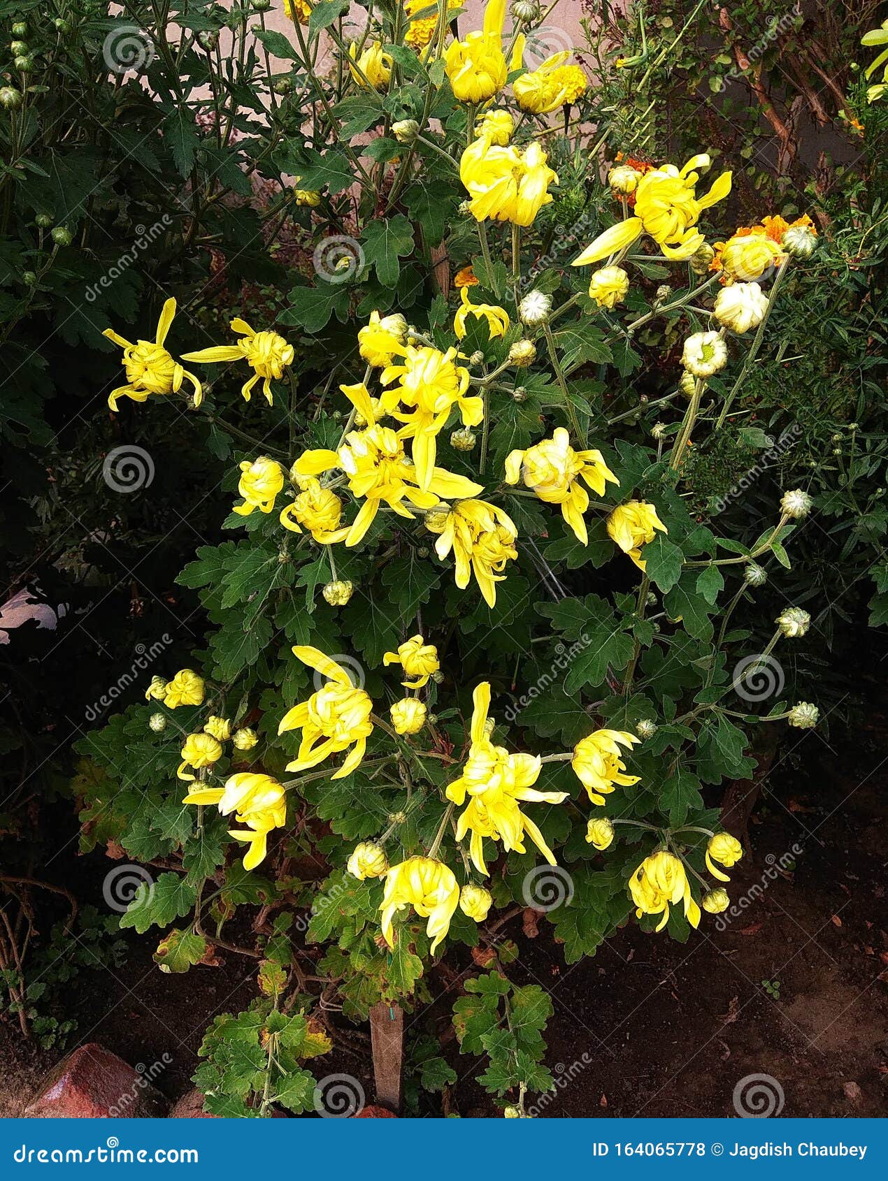 满是部分生长的花的花冠花植物被绿叶环绕库存照片 图片包括有增长 充分 部分 包围的 绿色