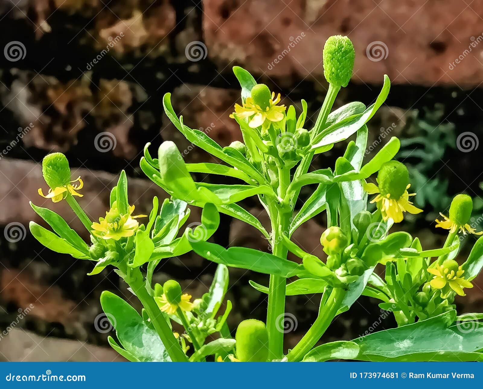 漂亮的芹菜叶蝴蝶花印度2 库存图片 图片包括有芹菜 图象 印度 工厂 有叶 毛茛 漂亮的芹菜叶蝴蝶花印度2 库存图片 图片包括有芹菜 图象 印度 工厂 有叶 毛茛