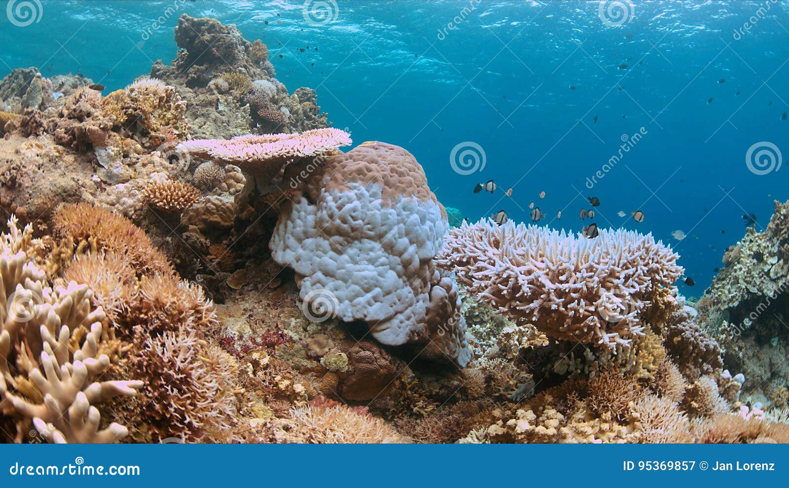 漂白的珊瑚库存图片 图片包括有 漂白的珊瑚库存图片 图片包括有