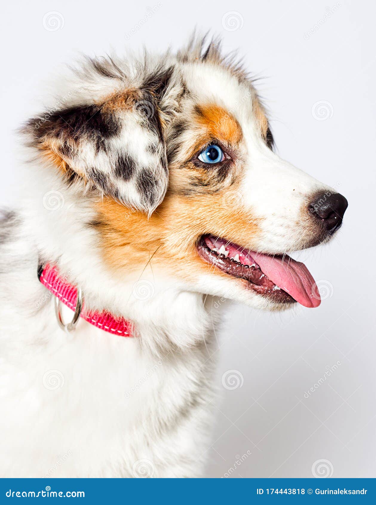 澳洲牧羊犬看起来库存照片 图片包括有年轻 甜甜 眼睛 三色 背包 宠物 似犬 毛皮 澳洲牧羊犬看起来库存照片 图片包括有年轻 甜甜 眼睛 三色 背包 宠物 似犬 毛皮
