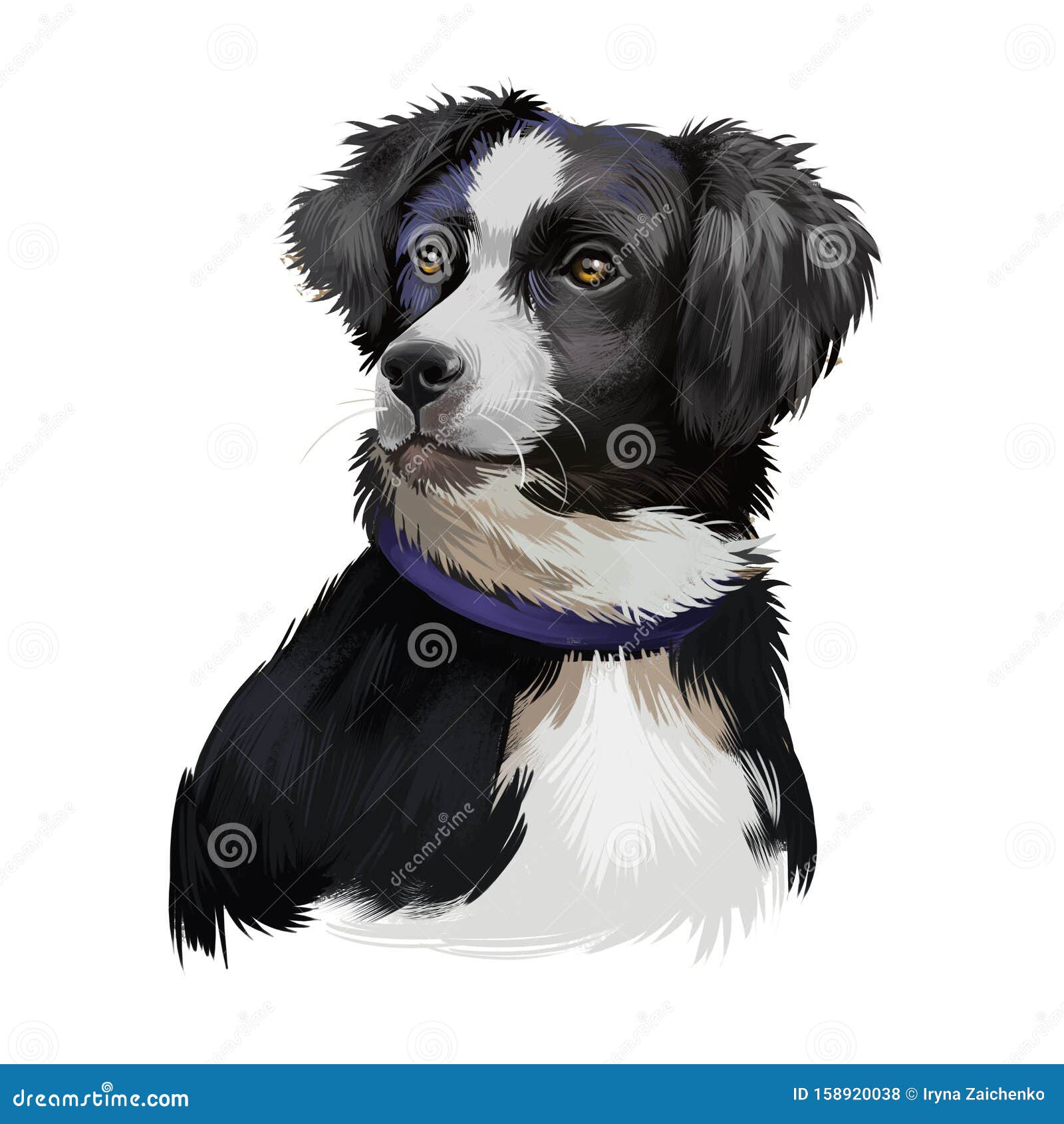 澳洲牧羊犬繁殖白色数字艺术插图澳大利亚中型黑白犬库存例证 插画包括有 澳洲牧羊犬繁殖白色数字艺术插图澳大利亚中型黑白犬库存例证 插画包括有