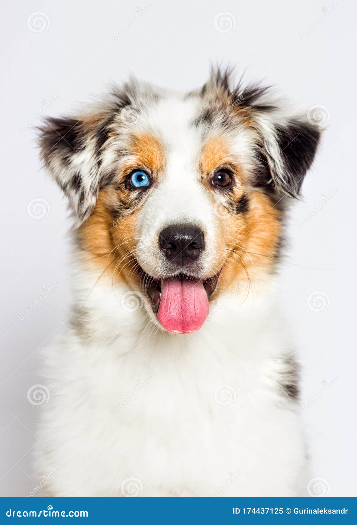 澳洲牧羊犬库存图片 图片包括有工作室 敌意 纯血统 敬慕 交配动物者 宠物 表面 小狗 澳洲牧羊犬库存图片 图片包括有工作室 敌意 纯血统 敬慕 交配动物者 宠物 表面 小狗