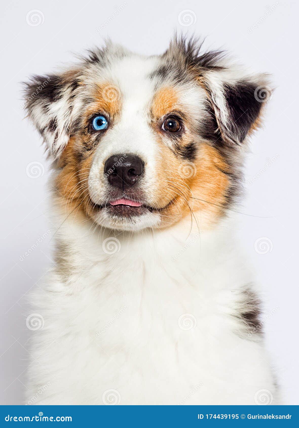 澳洲牧羊犬库存图片 图片包括有敬慕 三色 眼睛 纯血统 梅尔 国内 空白 蓝色 查找 澳洲牧羊犬库存图片 图片包括有敬慕 三色 眼睛 纯血统 梅尔 国内 空白 蓝色 查找