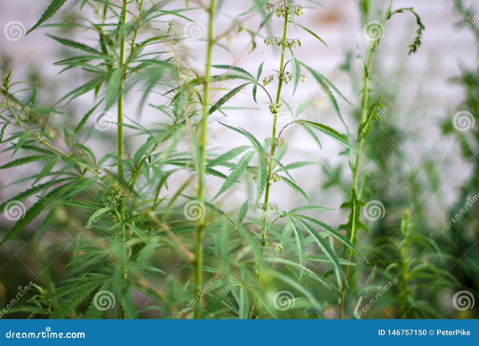 灌木狂放的开花的大麻库存照片 图片包括有