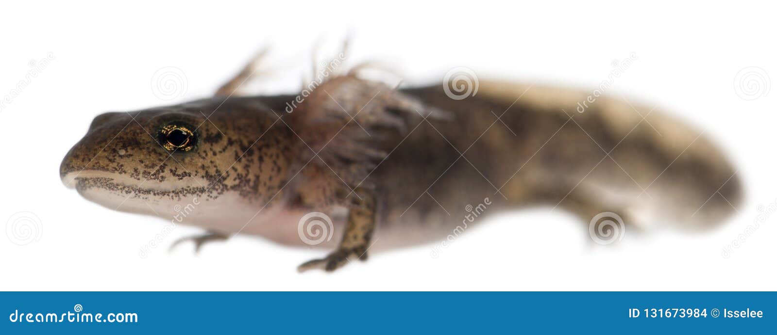 火显示外鳃 蝾虫原蝾虫原的蝾幼虫库存照片 图片包括有火显示外鳃 蝾虫原蝾虫原的蝾幼虫 火显示外鳃 蝾虫原蝾虫原的蝾幼虫库存照片 图片包括有火显示外鳃 蝾虫原蝾虫原的蝾幼虫