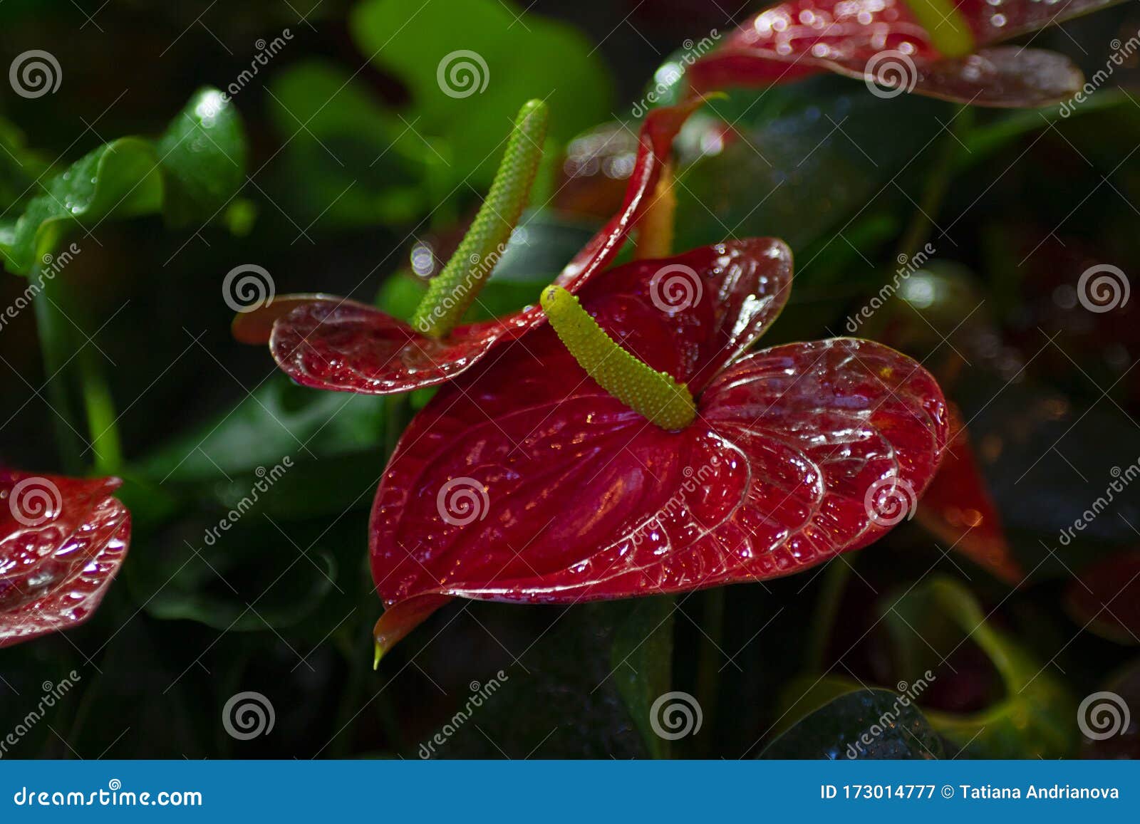 火鹤花 红心花离焦植物背景的深绿色叶子水平库存图片 图片包括有植物群 玻色子 火鸟 开花的 火鹤花 红心花离焦植物背景的深绿色叶子水平库存图片 图片包括有植物群 玻色子 火鸟 开花的