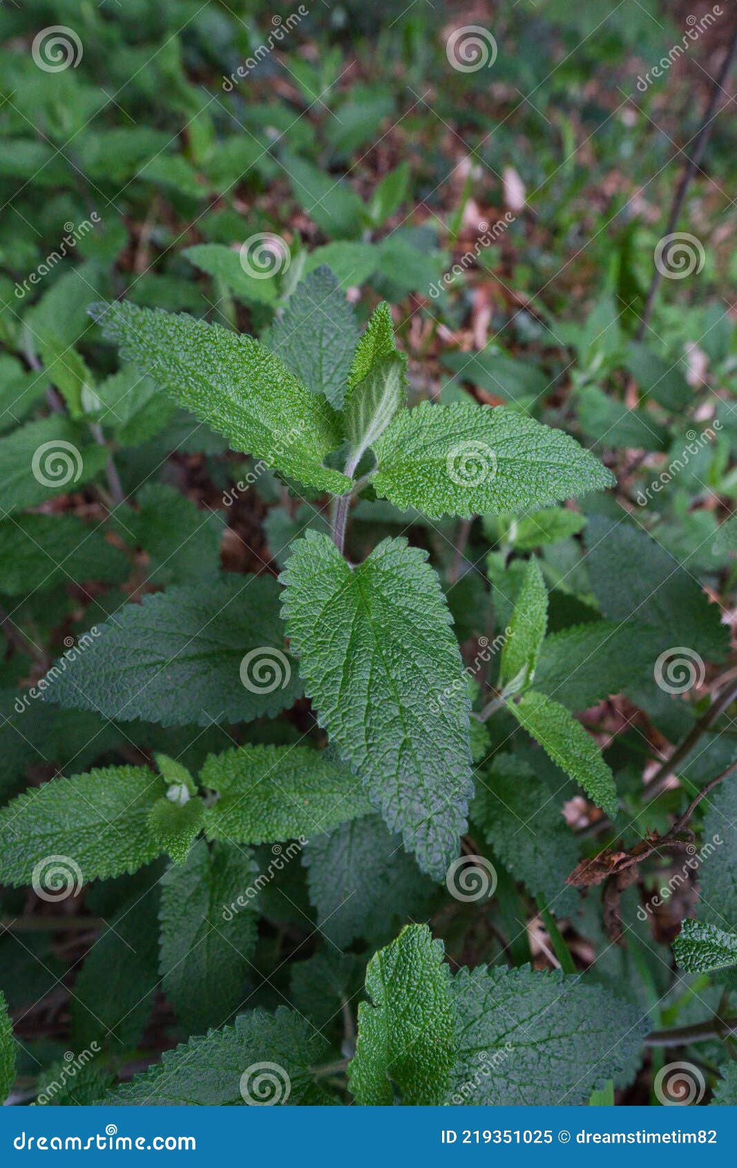 灰树木的常见名称是林地日耳曼人或木鼠尾草 是一种常年使用的草药库存图片 图片包括有开花的 英国