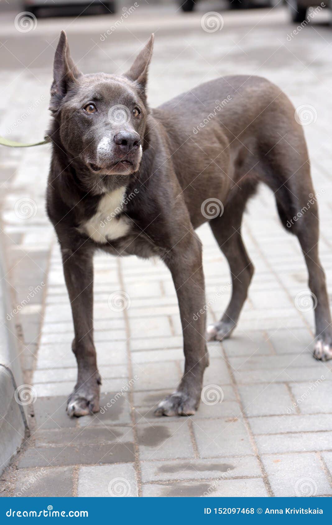 灰色和白色在街道上的狗混血rottweiler 库存照片 图片包括有愉快 朋友 猎犬 本质 灰色和白色在街道上的狗混血rottweiler 库存照片 图片包括有愉快 朋友 猎犬 本质
