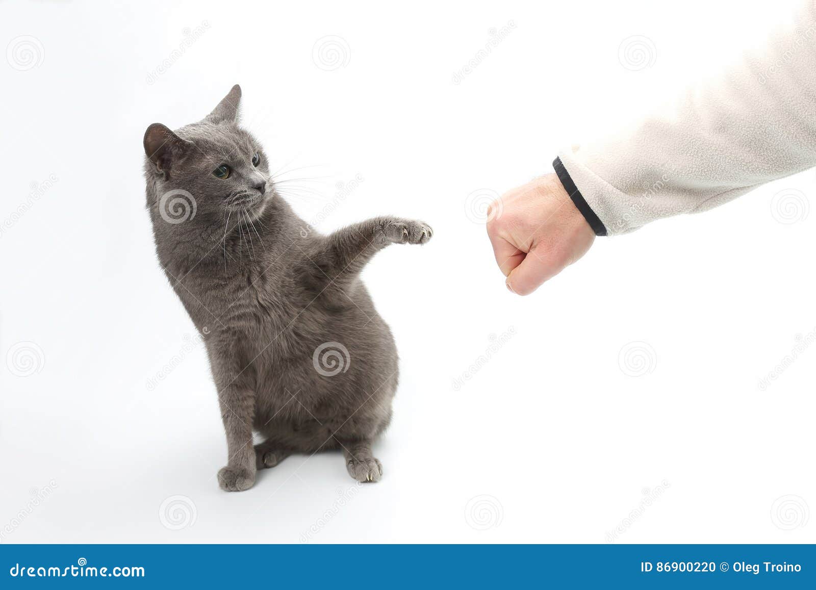 灰色猫受有爪的被伸出的爪子的保护库存照片 图片包括有野兽 现有量 逗人喜爱 灰色 生活 保留 灰色猫受有爪的被伸出的爪子的保护库存照片 图片包括有野兽 现有量 逗人喜爱 灰色 生活 保留