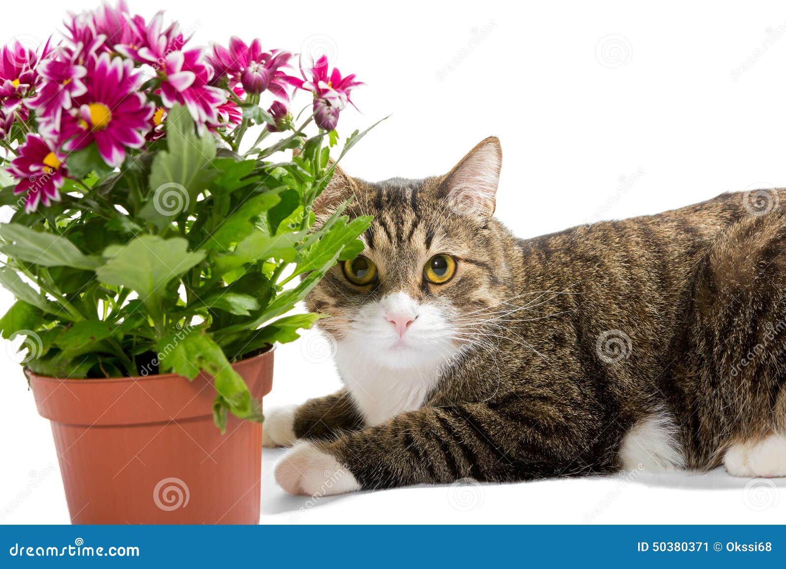 灰色猫和菊花花束库存图片 图片包括有