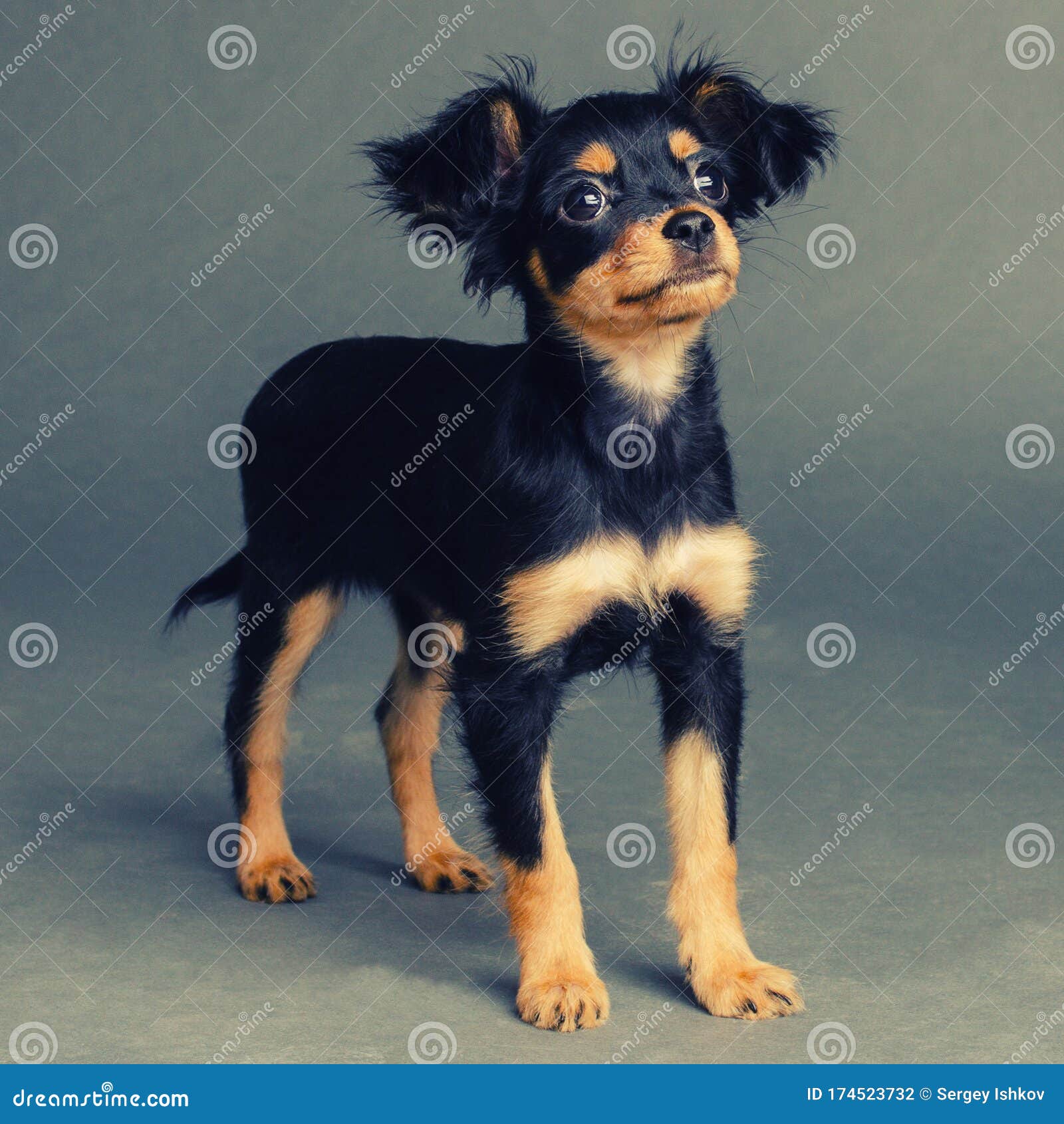 灰色背景中可爱的俄罗斯玩具梗犬库存照片 图片包括有狐狸 逗人喜爱 黑暗 空白 背包 金黄 灰色背景中可爱的俄罗斯玩具梗犬库存照片 图片包括有狐狸 逗人喜爱 黑暗 空白 背包 金黄