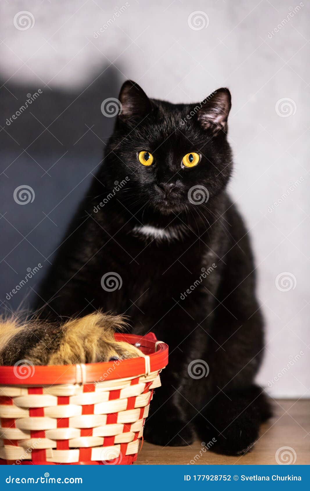 灰色背景中的可爱黑猫室内库存照片 图片包括有乐趣 敌意 家庭 详细资料 一个 特写镜头 灰色背景中的可爱黑猫室内库存照片 图片包括有乐趣 敌意 家庭 详细资料 一个 特写镜头