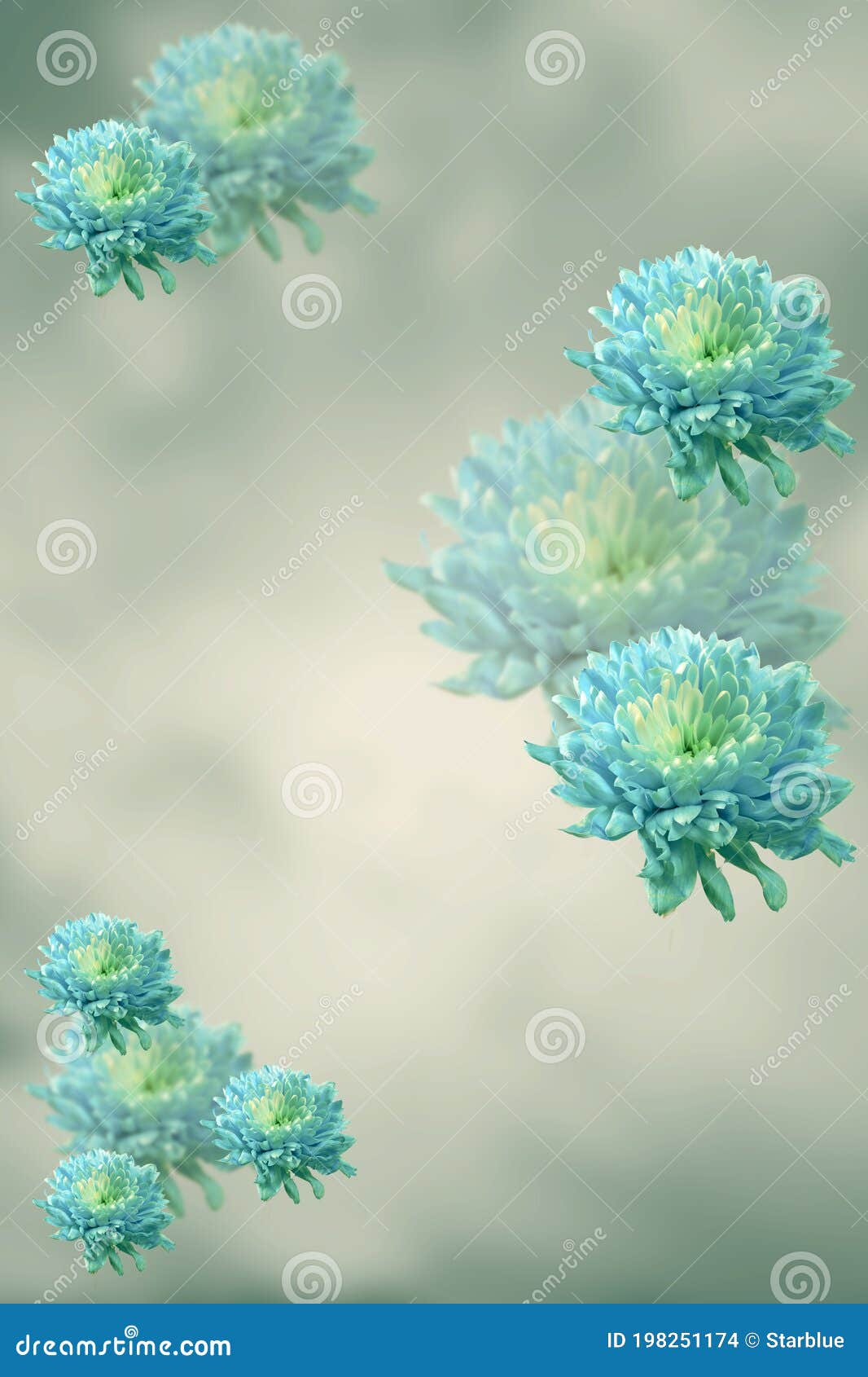 灰色背景中的水苋菜花菊花库存照片 图片包括有花卉 菊花 虚拟 心情 多种 复制 许多 灰色背景中的水苋菜花菊花库存照片 图片包括有花卉 菊花 虚拟 心情 多种 复制 许多