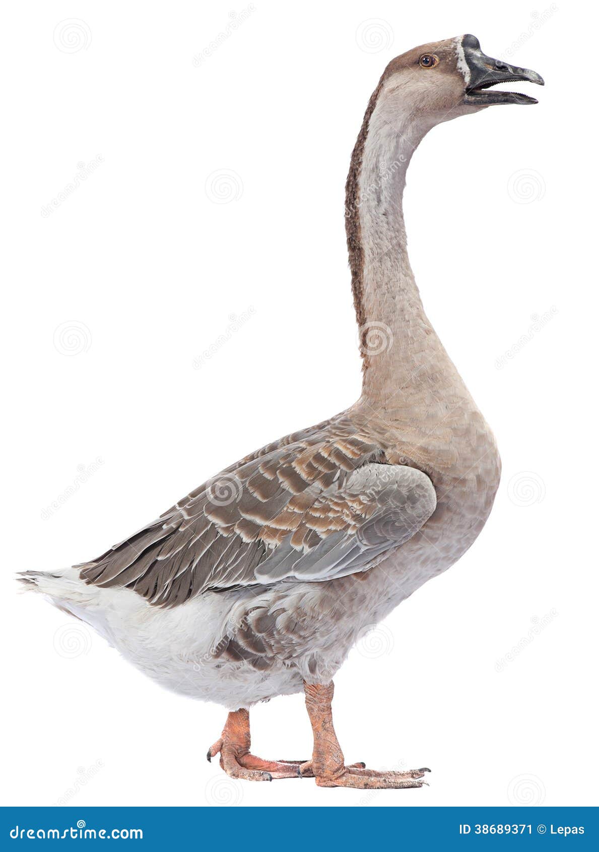 grey goose logo vx 300dpi grey goose logo vx 300dpi