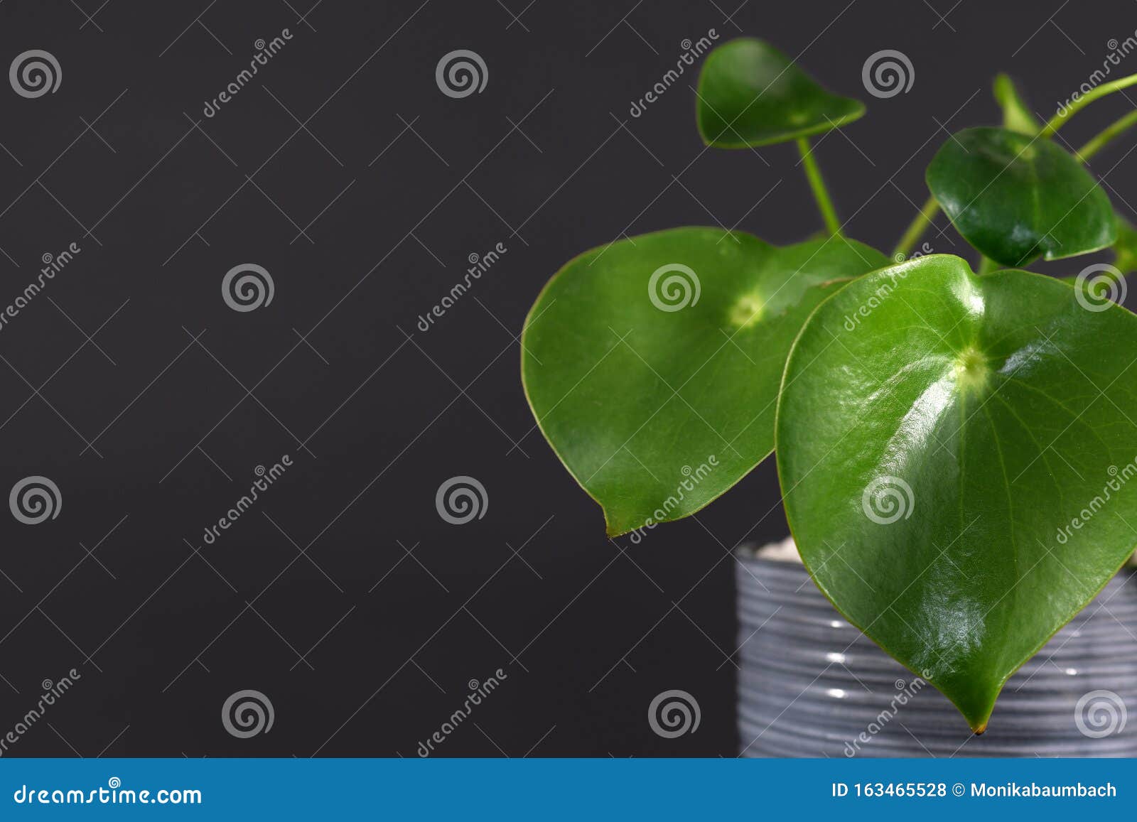 灰花盆中厚心形叶的热带 花盆花 库存照片 图片包括有工厂 自然 空间 热带 胡椒 幅射器 灰花盆中厚心形叶的热带 花盆花 库存照片 图片包括有工厂 自然 空间 热带 胡椒 幅射器