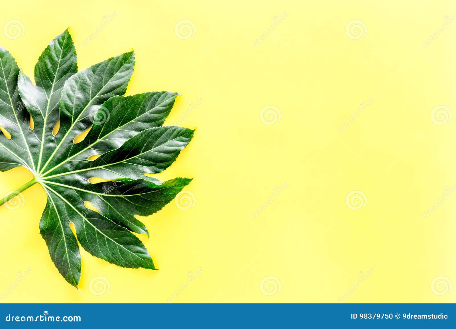 热带植物大叶子黄色背景顶视图copyspace的库存照片 图片包括有热带植物大叶子黄色背景顶视图copyspace的