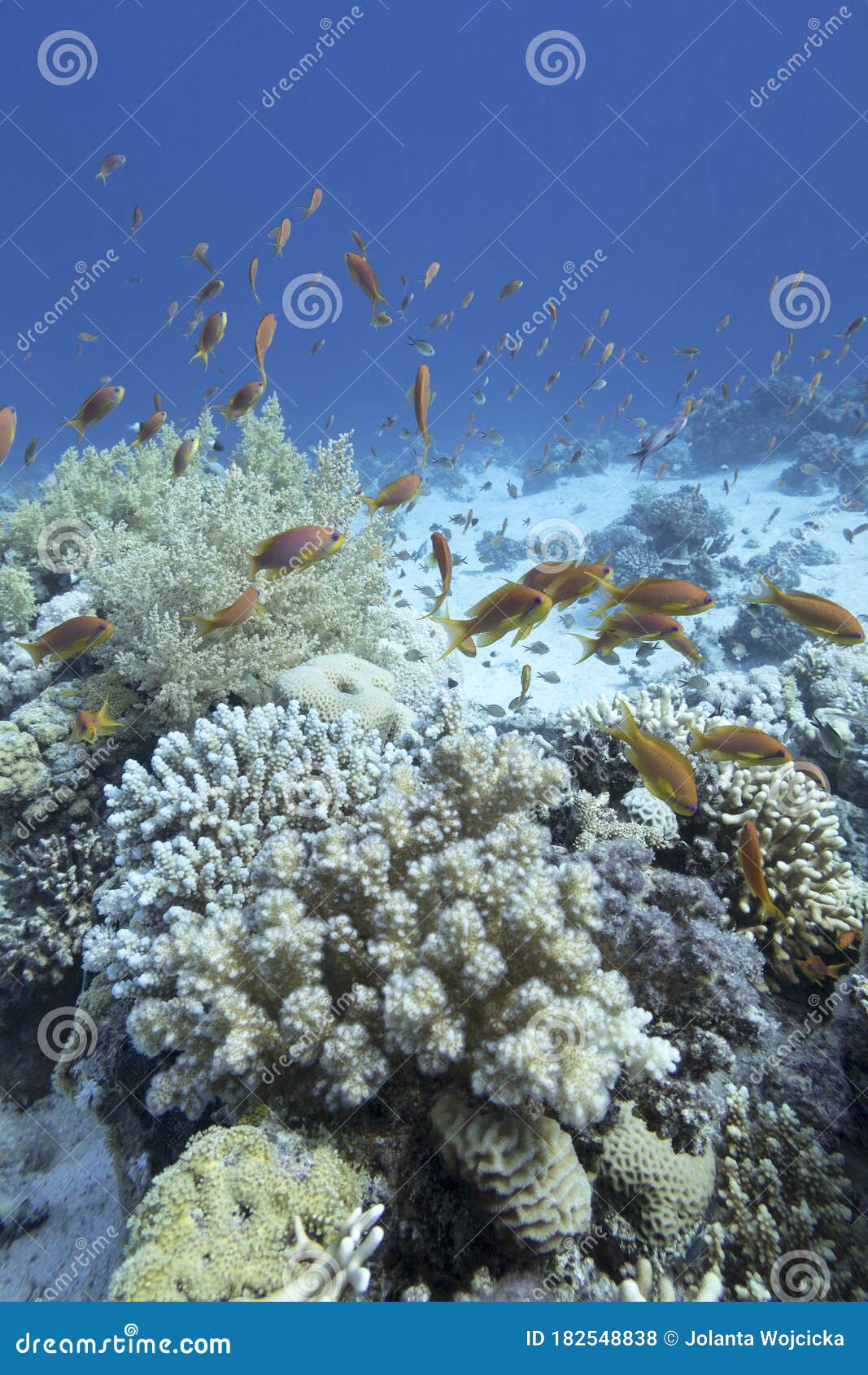 热带海底彩色珊瑚礁 硬软珊瑚 鱼礁 水下景观库存照片 图片包括有本质 加勒比 潜水员 水族馆 154 热带海底彩色珊瑚礁 硬软珊瑚 鱼礁 水下景观库存照片 图片包括有本质 加勒比 潜水员 水族馆 154