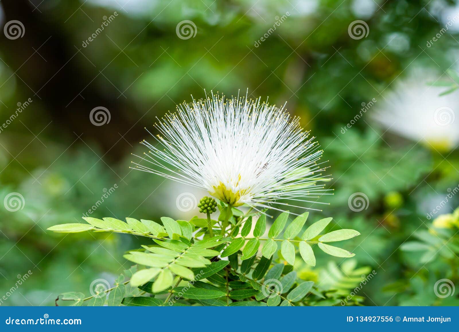 热带白色粉扑花 豆科植物类库存照片 图片包括有膨胀 没人 绿色 庭院 五颜六色 粉末