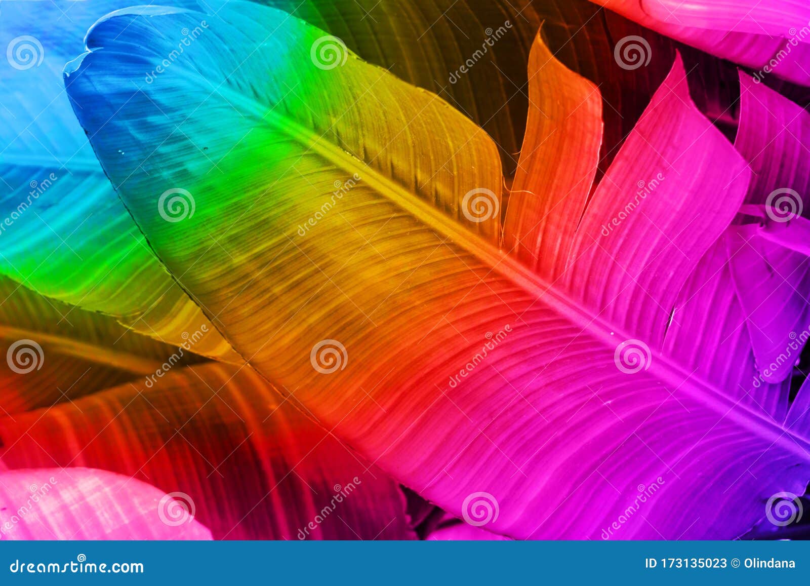 热带自然植物背景霓虹彩大羽毛香蕉棕榈叶库存图片 图片包括有结构树 醉汉 创造性 五颜六色