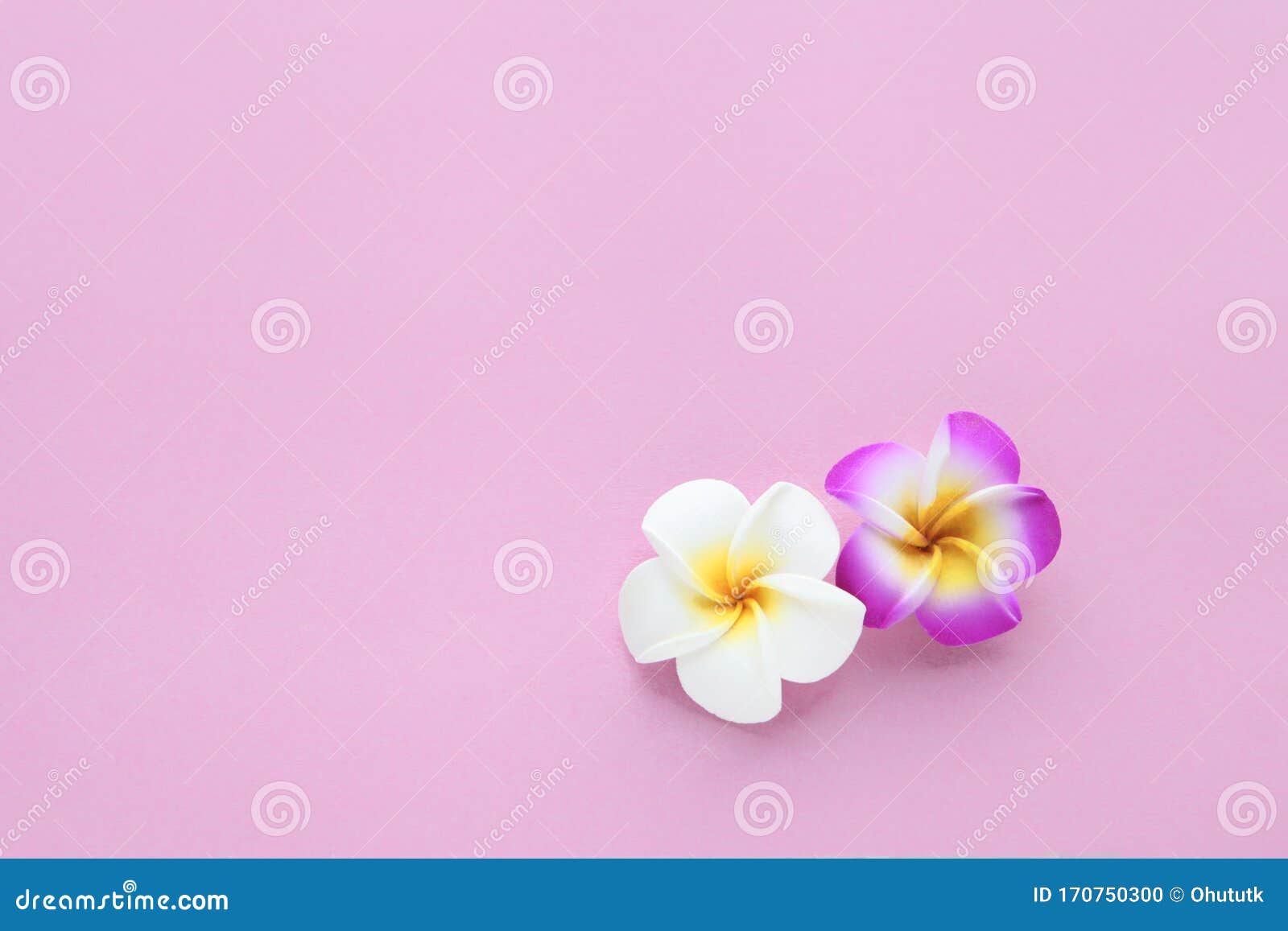 热带花无缝的平原背景 带白色和粉色的脆花花 花纹质适合壁纸或背景春库存照片 图片包括有热带花无缝的平原背景 带白色和粉色的脆花花 花纹质适合壁纸或背景