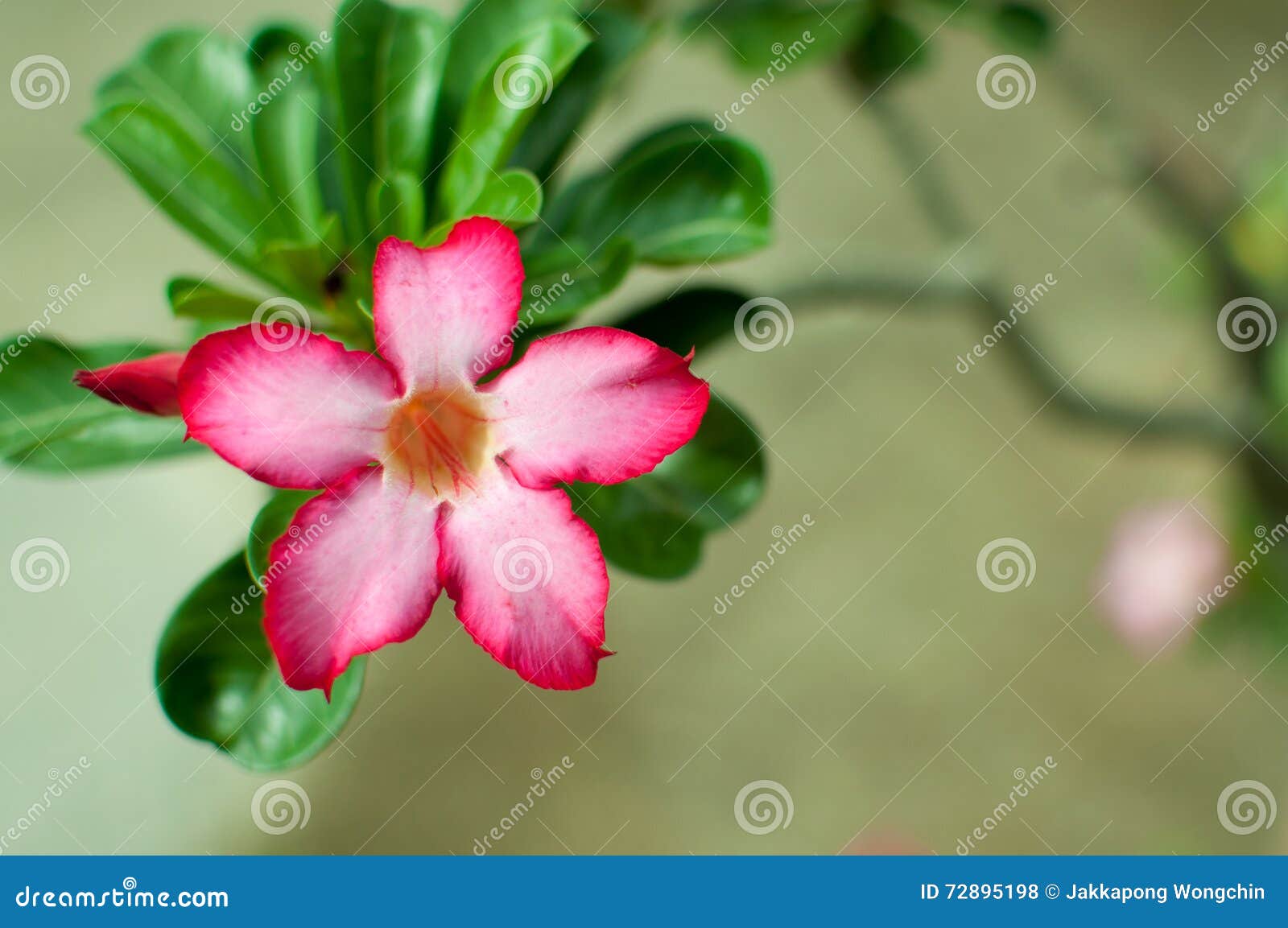 热带花桃红色adenium 沙漠上升了库存照片 图片包括有和谐 聚会所 健康 怒视的 公园