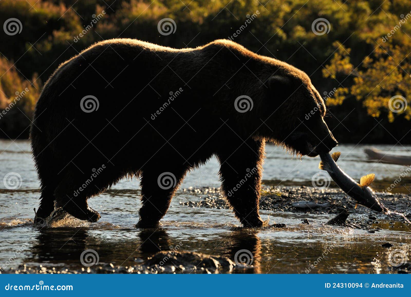熊捕鱼北美灰熊库存照片. 图片包括有行走, 浴巾, 动物区系, 气流, 飞机 