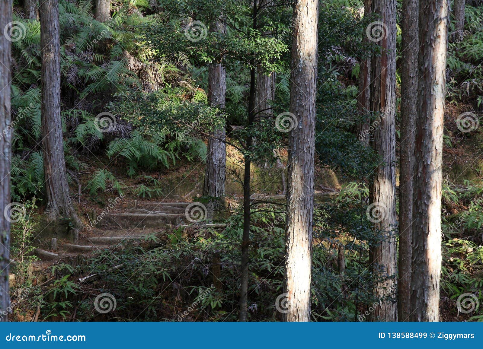 熊野古道朝圣路线库存图片 图片包括有熊野古道朝圣路线 熊野古道朝圣路线库存图片 图片包括有熊野古道朝圣路线