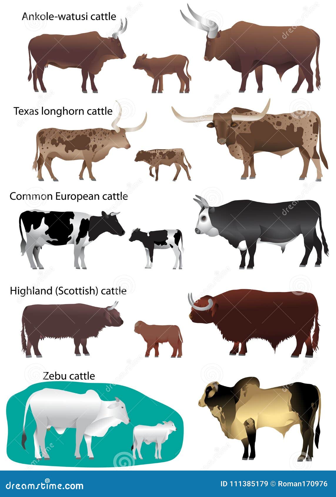 牛的另外种类的汇集向量例证 插画包括有