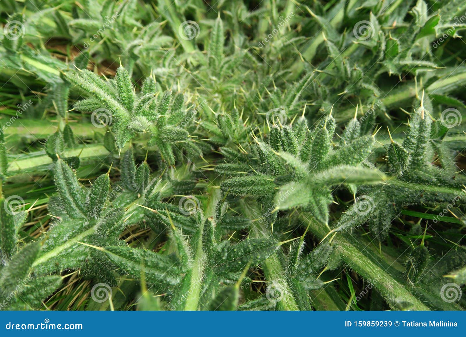 牛蒡叶牛蒡药用植物牛蒡子用于草药和美容库存图片 图片包括有植物群 医药 化妆用品 医疗