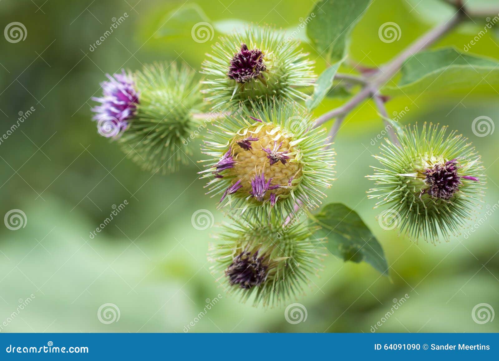 牛蒡属lappa或牛蒡花库存照片 图片包括有可食 植物名 字符串 烹饪 紫色 更加极大 牛蒡属lappa或牛蒡花库存照片 图片包括有可食 植物名 字符串 烹饪 紫色 更加极大