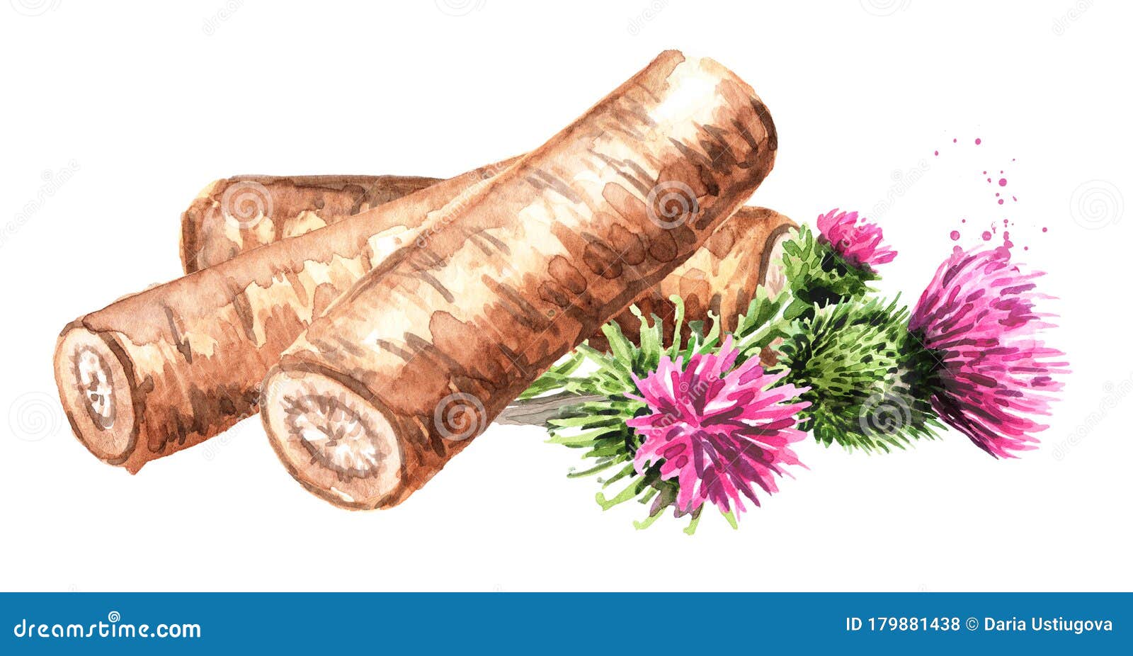 牛蒡根手绘水彩插图 突显在白色背景中库存例证 插画包括有草图 多刺 图画 饮料 健康