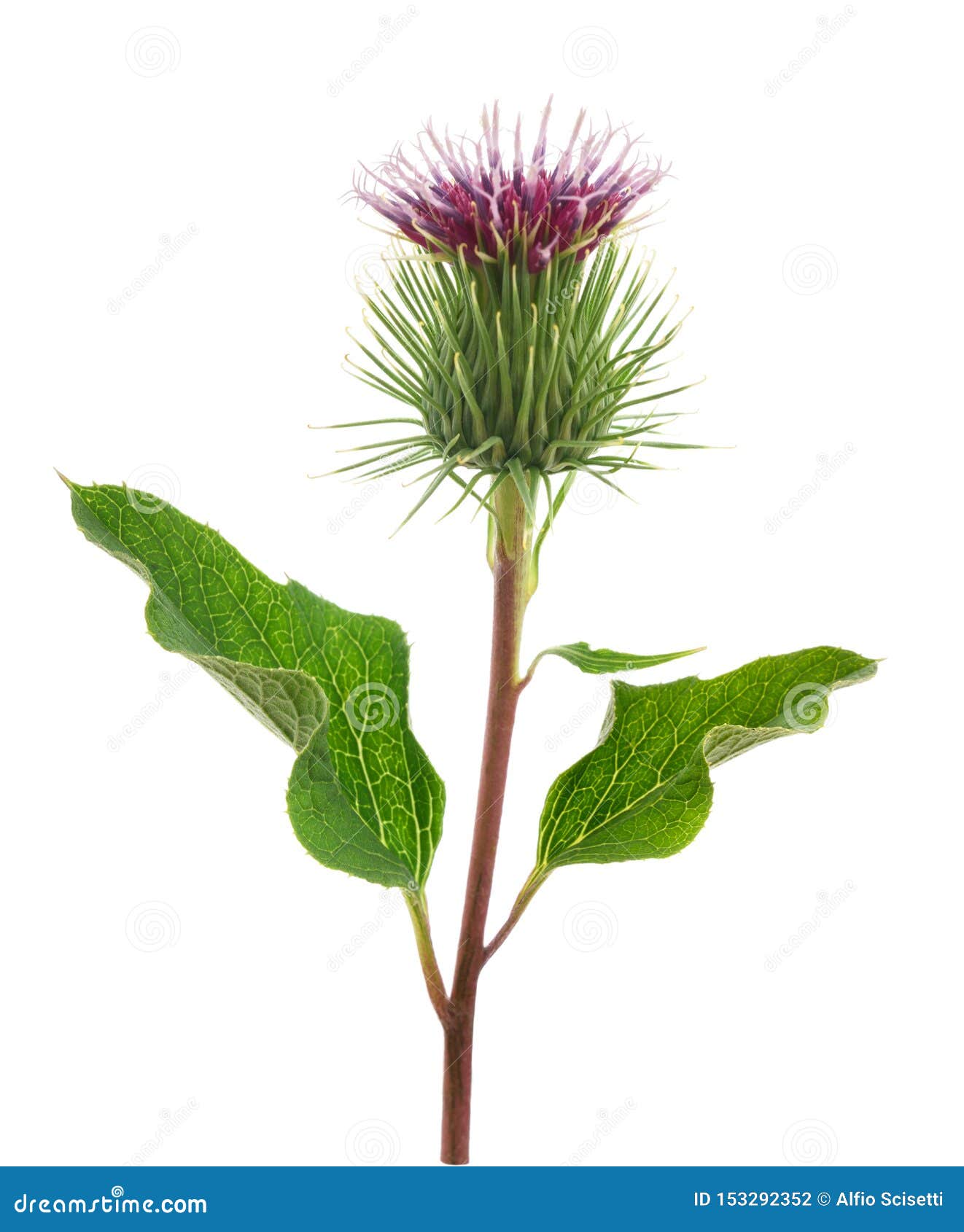 牛蒡花库存例证 插画包括有草本 健康 毛刺 叶子 开花 空白 可食 少校 粉红色