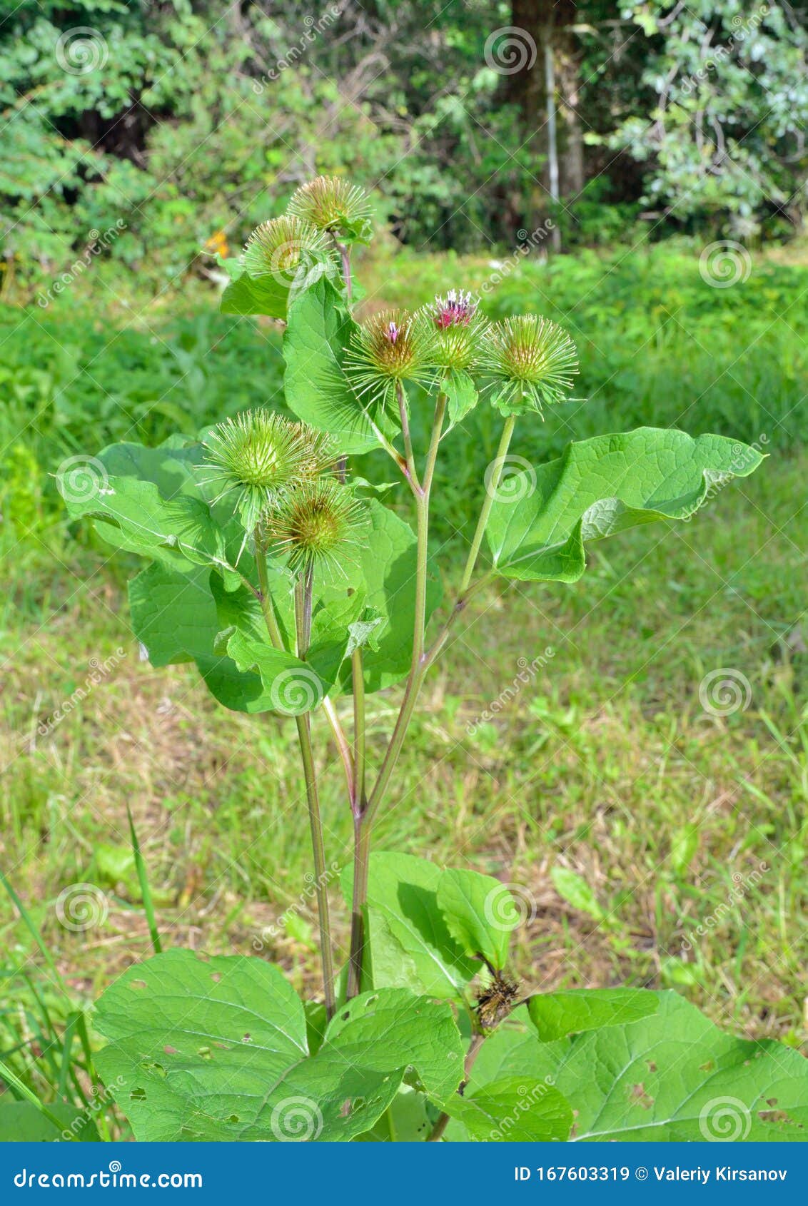 牛蒡花库存图片 图片包括有牛蒡花