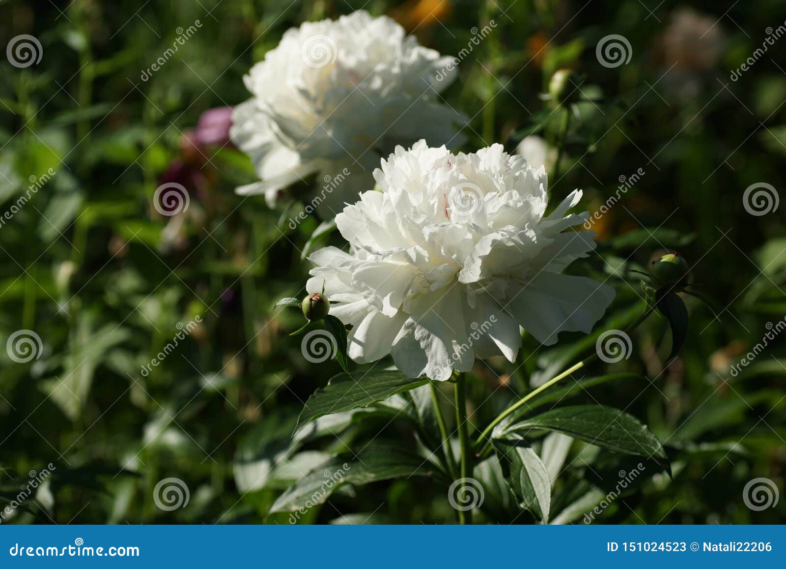 牡丹节白芍花芍药或普通牡丹库存图片 图片包括有室外 开花的 牡丹 夏天 设计 草本 牡丹节白芍花芍药或普通牡丹库存图片 图片包括有室外 开花的 牡丹 夏天 设计 草本