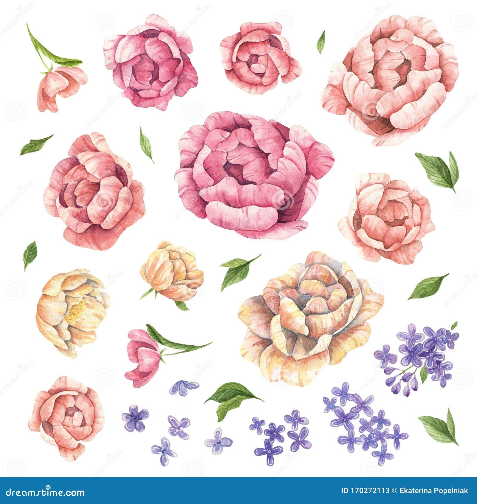 牡丹花水彩插图集白色背景中突显的牡丹水彩手画库存例证 插画包括有工厂 颜色 花瓣 靠山 牡丹花水彩插图集白色背景中突显的牡丹水彩手画库存例证 插画包括有工厂 颜色 花瓣 靠山