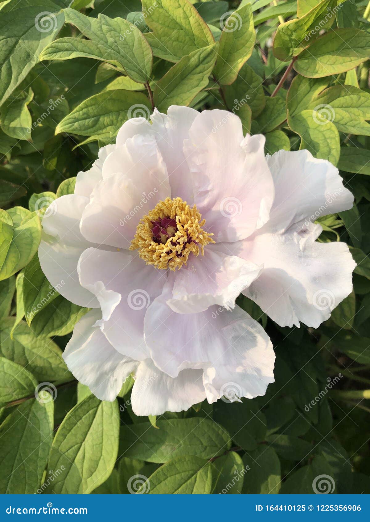 牡丹花美牡丹花库存图片 图片包括有颜色 绿色 牡丹 开花的 本质 粉红色