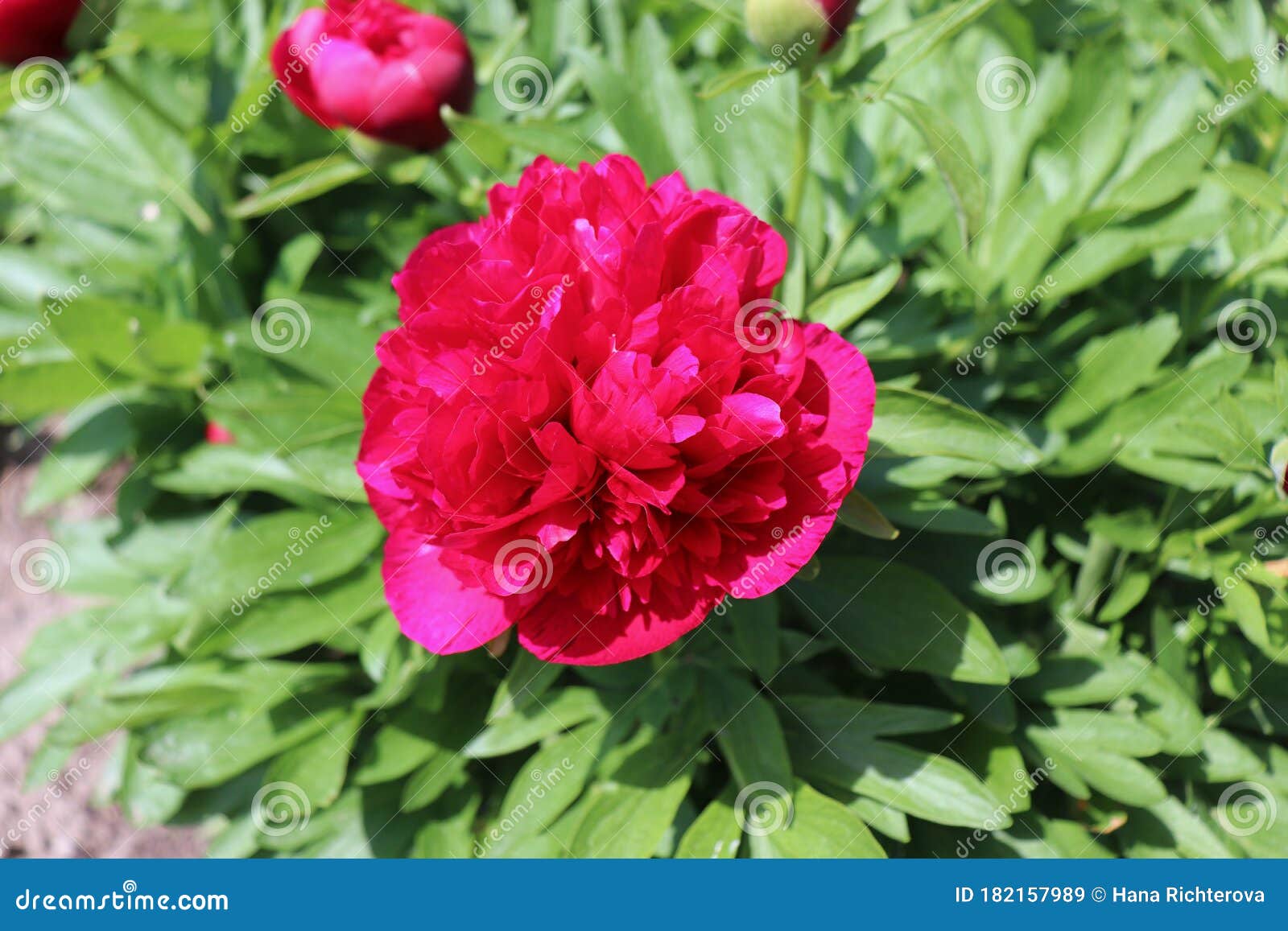 牡丹花 或牡丹花 是一种开花植物芍药属库存图片 图片包括有芍药属 牡丹花 或牡丹花 是一种开花植物 牡丹花 或牡丹花 是一种开花植物芍药属库存图片 图片包括有芍药属 牡丹花 或牡丹花 是一种开花植物