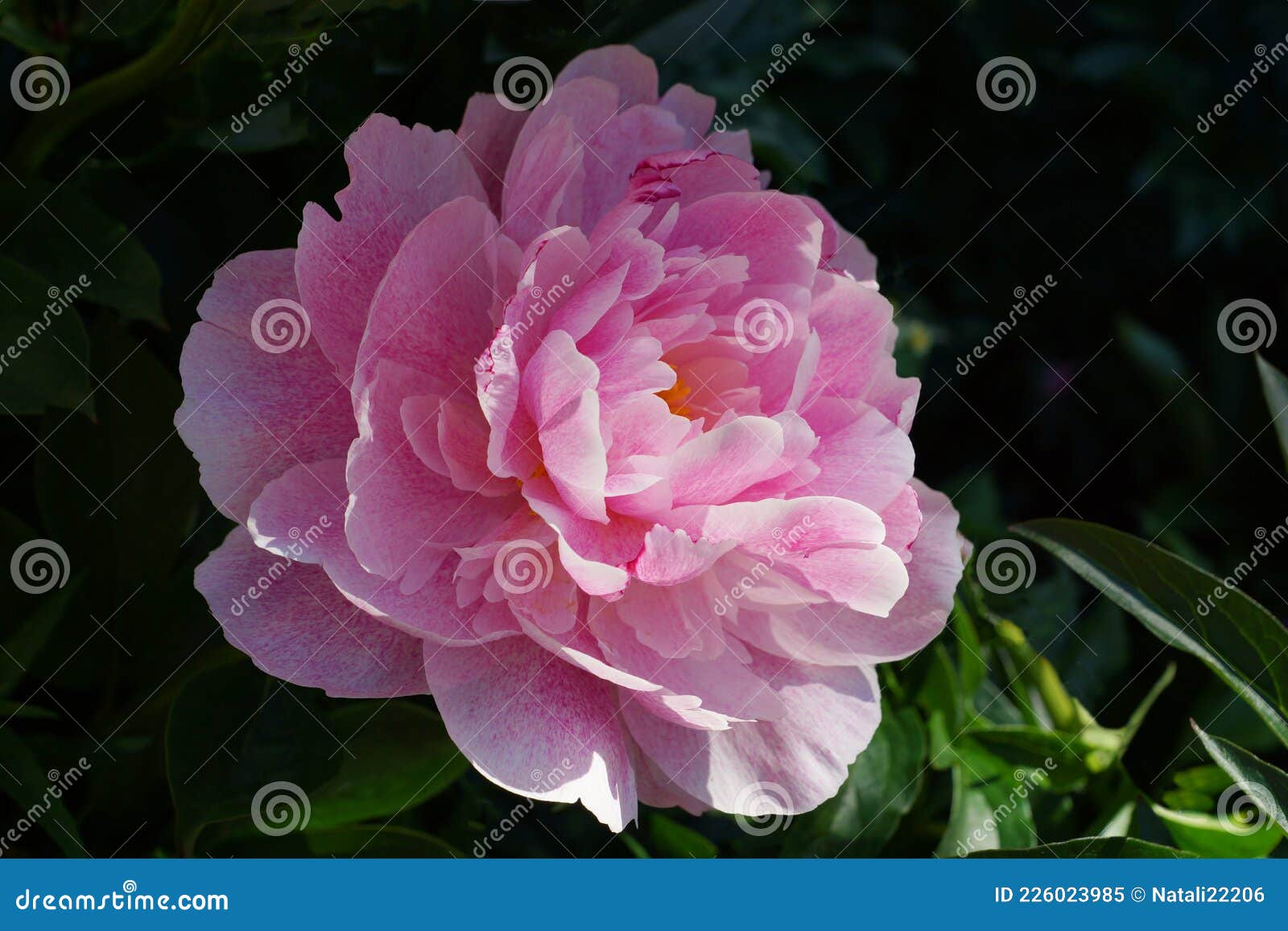牡丹 双粉牡丹花 一朵花 库存图片 图片包括有粉红色 夏天 汉语 玻色子 公用 设计