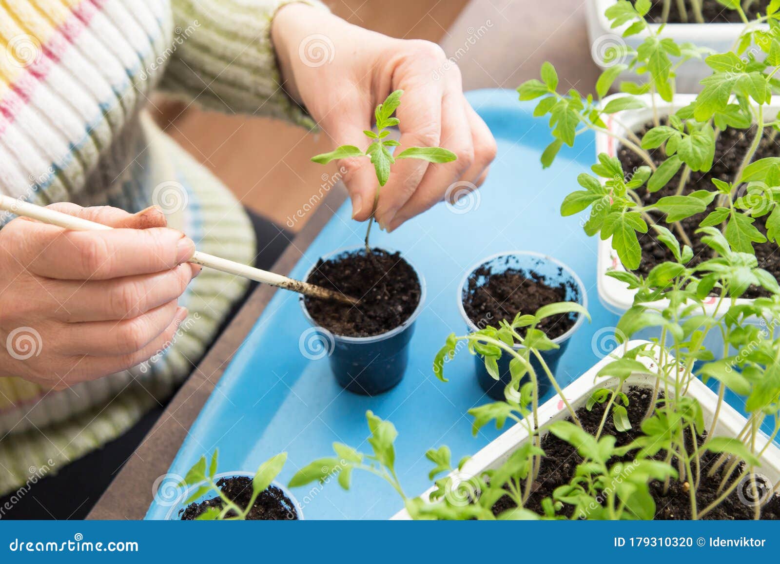 特写手在家盆栽里种小番茄种苗 移植 种植蔬菜库存照片 图片包括有生活 室内植物 陆运 业余爱好 特写手在家盆栽里种小番茄种苗 移植 种植蔬菜库存照片 图片包括有生活 室内植物 陆运 业余爱好