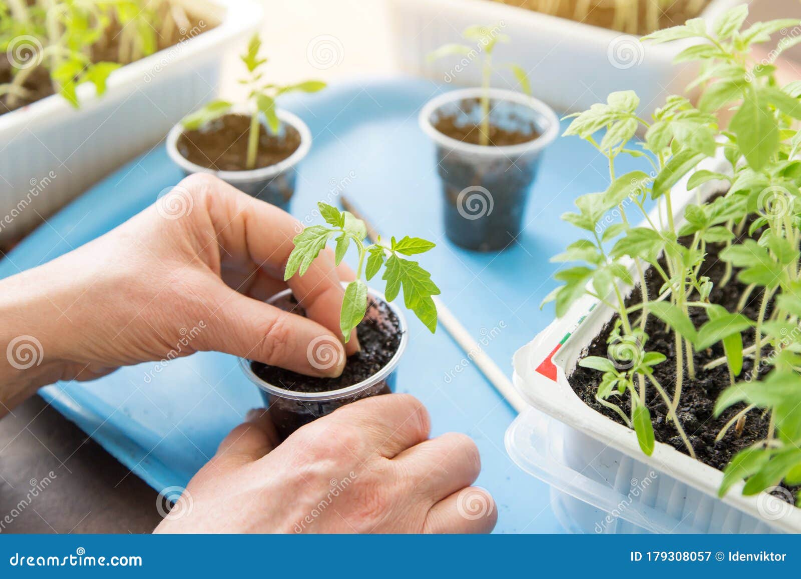 特写手在家盆栽里种小番茄育苗 移栽 种植理念库存图片 图片包括有女性 问题的 环境 绿色 特写手在家盆栽里种小番茄育苗 移栽 种植理念库存图片 图片包括有女性 问题的 环境 绿色