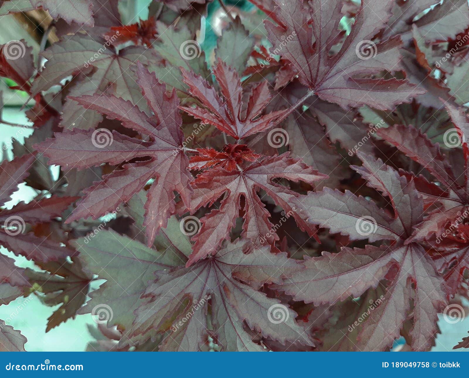 特写红叶芙蓉 巴拿马红 假玫瑰 蔓越莓芙蓉 非洲玫瑰库存照片 图片包括有顶层 抽象 红色 伯根地酒