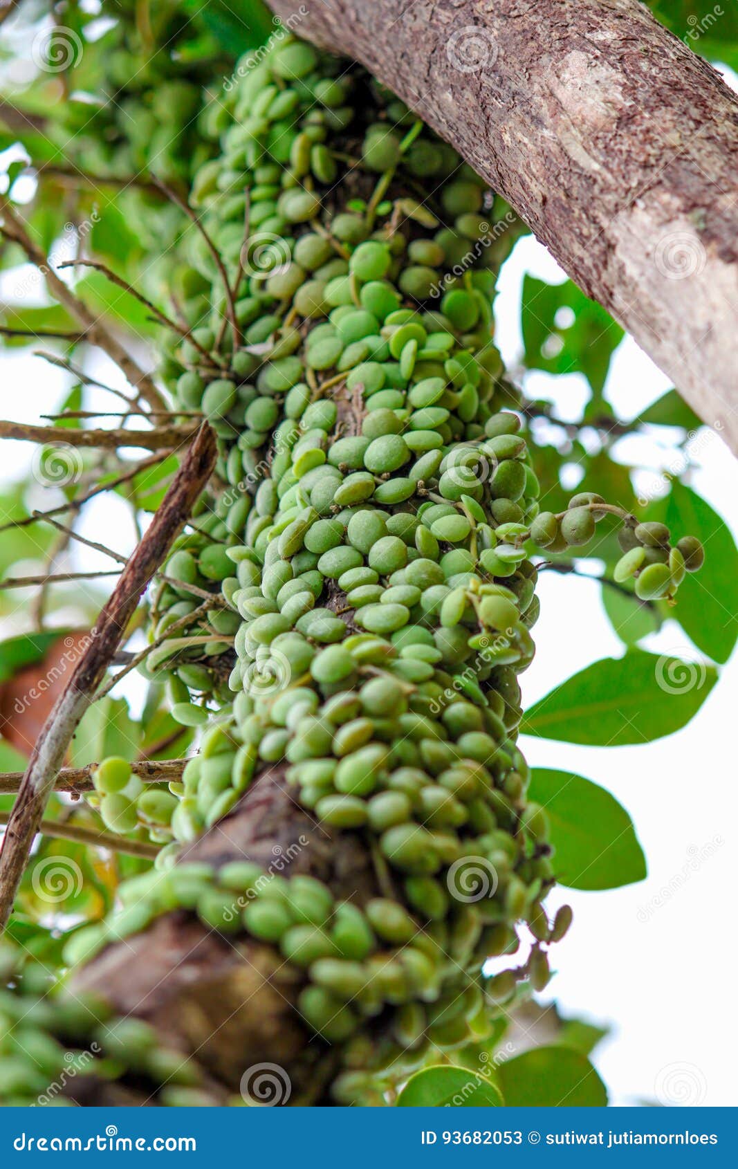 特写镜头视图树的寄生植物库存图片 图片包括有题头 博物馆 铁路 岗位 过时 运输 寄生 特写镜头视图树的寄生植物库存图片 图片包括有题头 博物馆 铁路 岗位 过时 运输 寄生