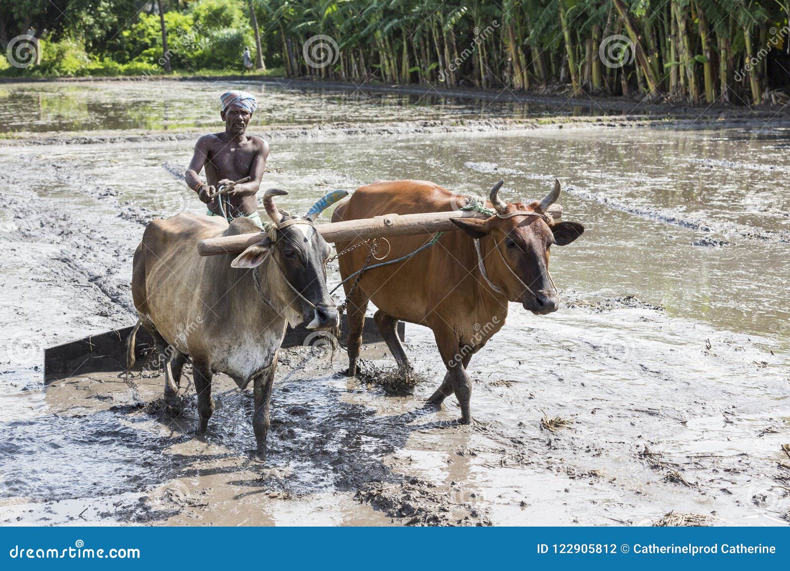 犁农业领域用犁附有公牛的传统方式的农夫图库