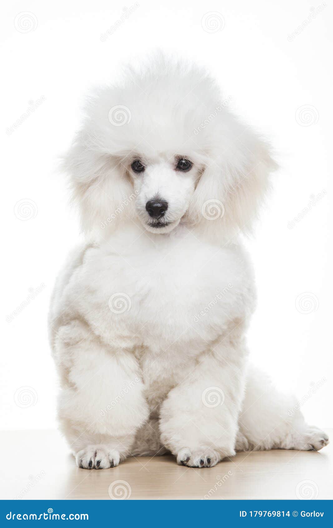 犬白背景图像库存照片 图片包括有犬白背景图像 犬白背景图像库存照片 图片包括有犬白背景图像